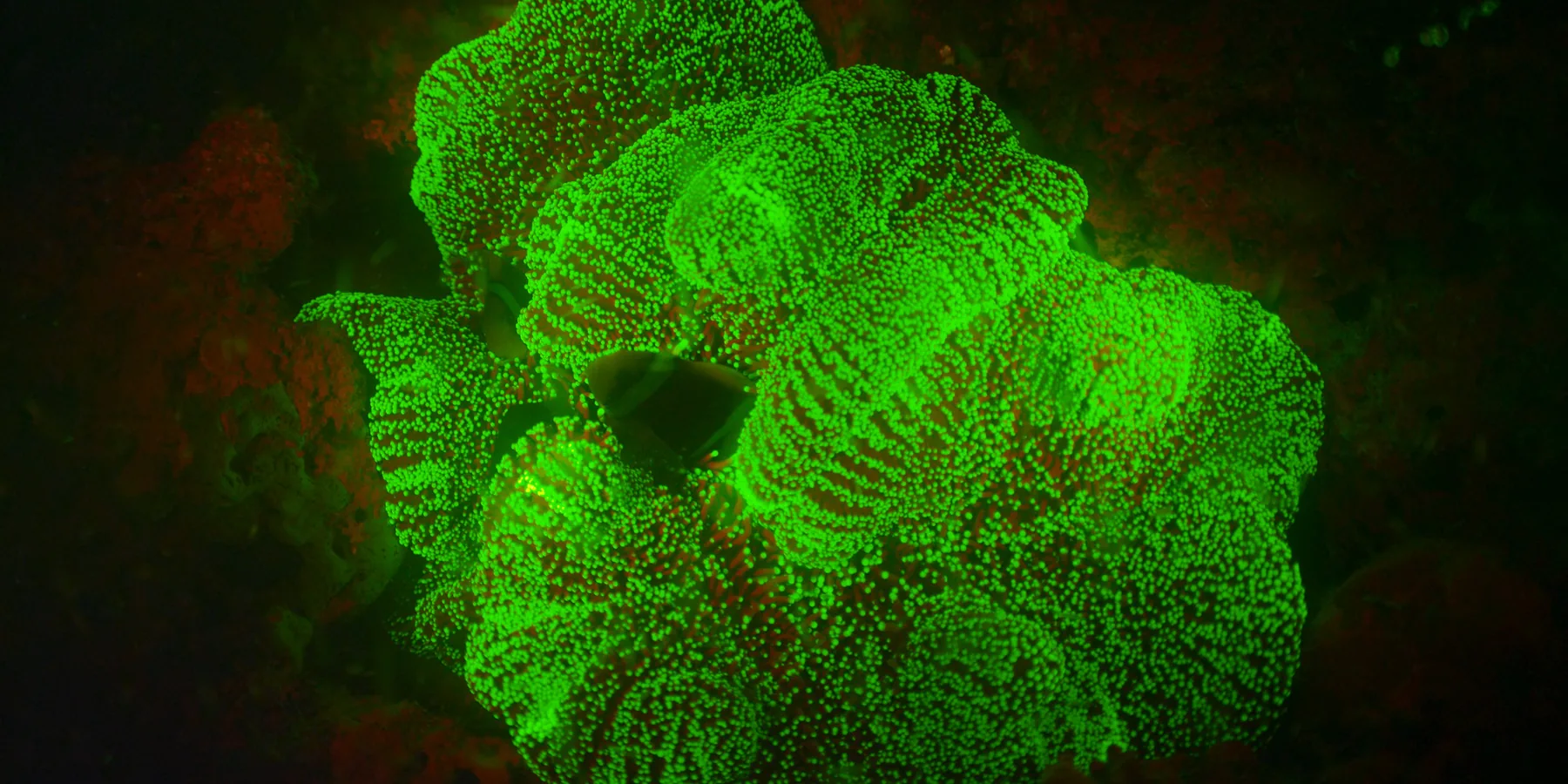Biofluorescent anemone