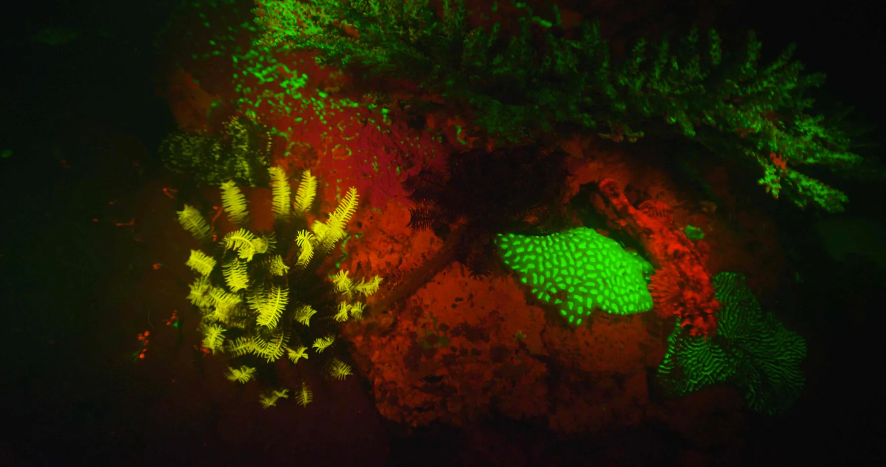 Wide biofluorescent reef scene