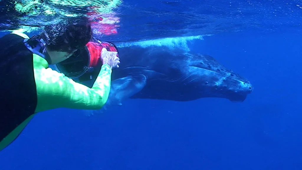 Humpback whale filmed underwater with RED 4K camera