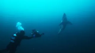 Salmon shark underwater