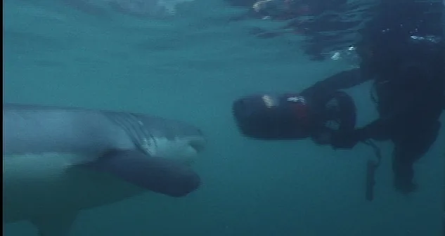 Underwater camera with scooter and shark