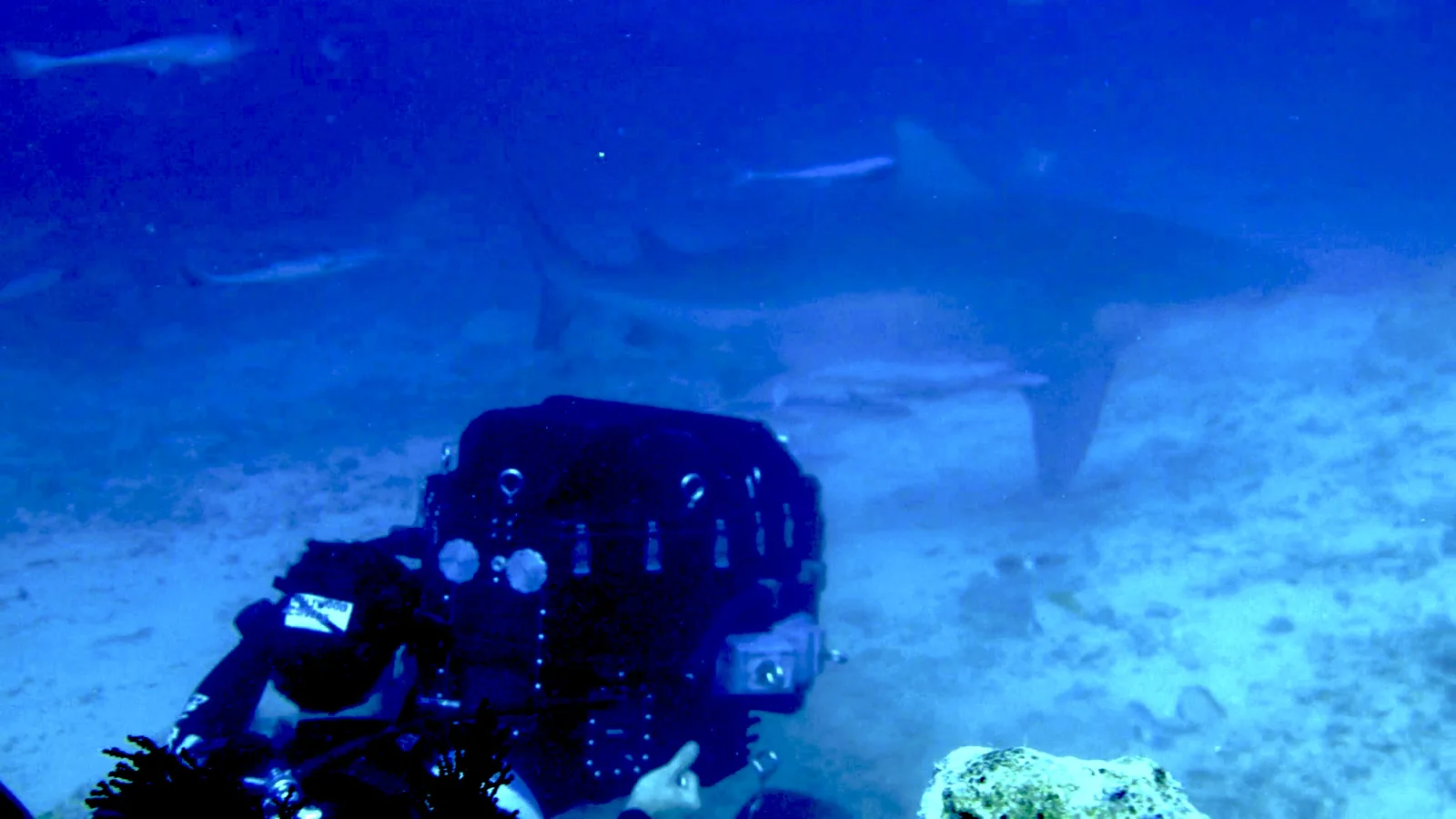 Kenneth Corben with underwater camera and white shark imagery