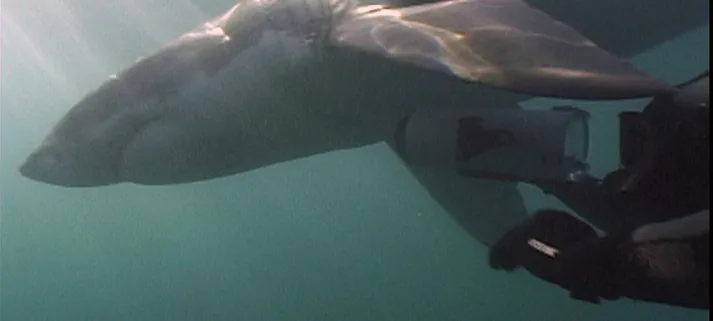White shark approaches underwater camera