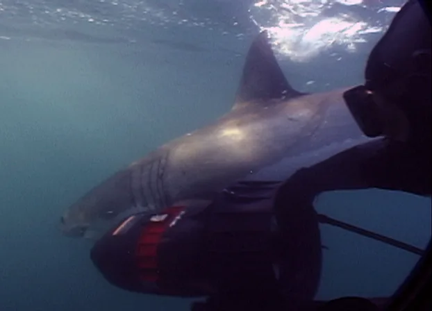 White shark next to camera